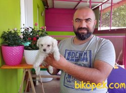MALTESE TERRİER YAVRU 2
