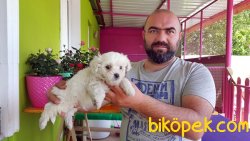 MALTESE TERRİER YAVRU 3