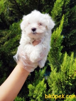 MALTESE TERRİER YAVRU 1