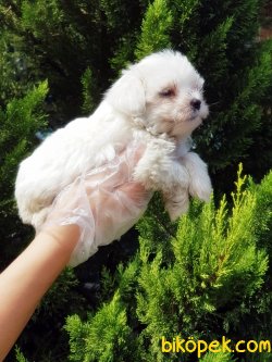MALTESE TERRİER YAVRU 4