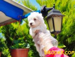 MALTESE TERRİER YAVRU 5