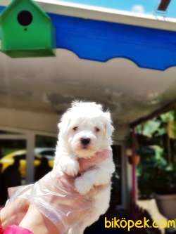 MALTESE TERRİER YAVRU 4