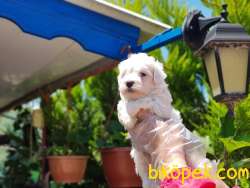 MALTESE TERRİER YAVRU 3