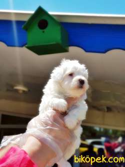 MALTESE TERRİER YAVRU 1