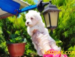 MALTESE TERRİER YAVRU 2