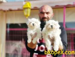 MALTESE TERRİER YAVRU 2