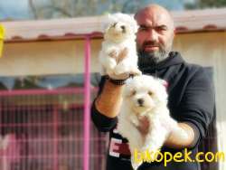 MALTESE TERRİER YAVRU 1