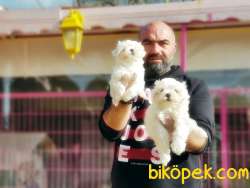 MALTESE TERRİER YAVRU 3