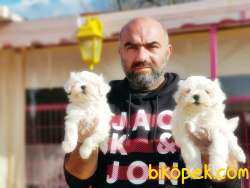 MALTESE TERRİER YAVRU 4