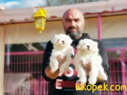 MALTESE TERRİER YAVRU 5