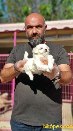 MALTESE TERRİER YAVRU 3