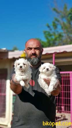 MALTESE TERRİER YAVRU 5