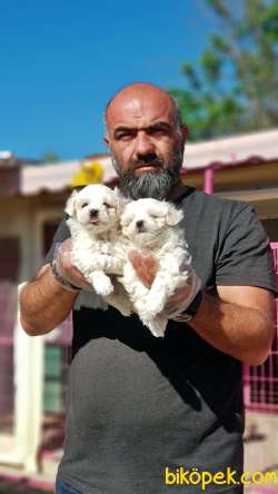MALTESE TERRİER YAVRU 2