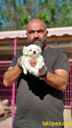 MALTESE TERRİER YAVRU 4