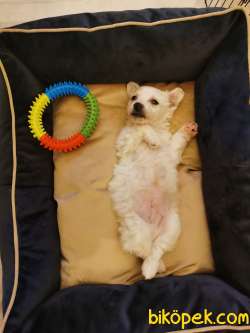 Maltese Terrier  Yavru Köpek 5