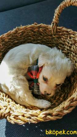 Maltese Terrier  Yavru Köpek 4