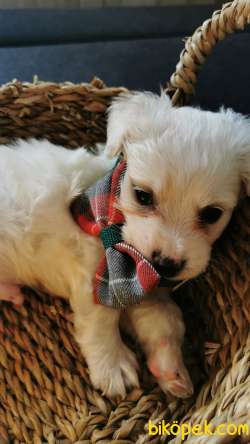 Maltese Terrier  Yavru Köpek 2