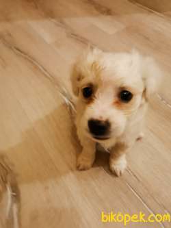 Maltese Terrier  Yavru Köpek 1