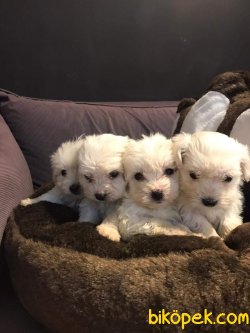 Maltese Terrier Yavru'lar 3
