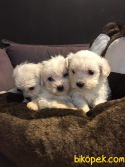Maltese Terrier Yavru'lar 2