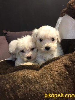 Maltese Terrier Yavru'lar 1