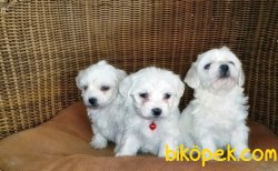 MALTESE TERRİER YAVRULAR 1