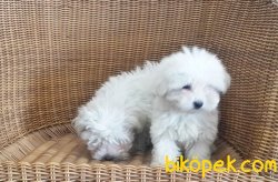 MALTESE TERRİER YAVRULAR 4