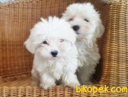 MALTESE TERRİER YAVRULAR 5