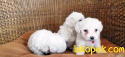 MALTESE TERRİER YAVRULAR 2