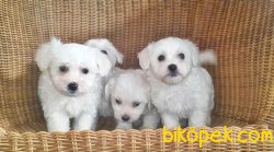 MALTESE TERRİER YAVRULAR 3