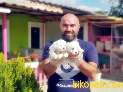 YAVRU MALTESE TERRİER 5
