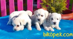 MALTESE TERRİER YAVRULAR 2