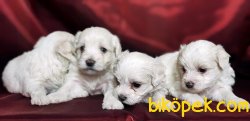 MALTESE TERRİER YAVRULAR 5