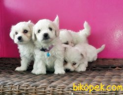 MALTESE TERRİER YAVRULAR 1