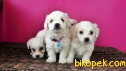 MALTESE TERRİER YAVRULAR 4