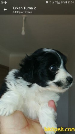 Maltese Terrier Yavrular 1