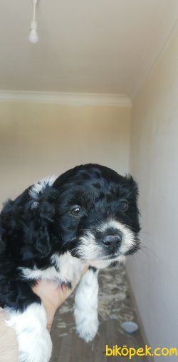 Maltese Terrier Yavrular 2