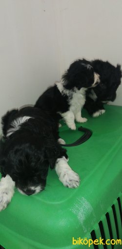 Maltese Terrier Yavrular 3