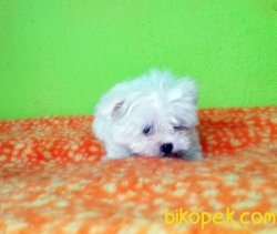 MALTESE TERRİER YAVRULAR 3