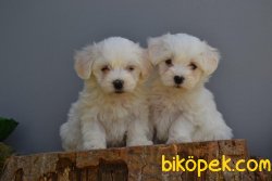 KAR BEYAZ MALTESE TERRİER YAVRULAR 2