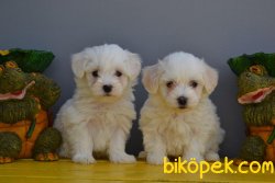 KAR BEYAZ MALTESE TERRİER YAVRULAR 3
