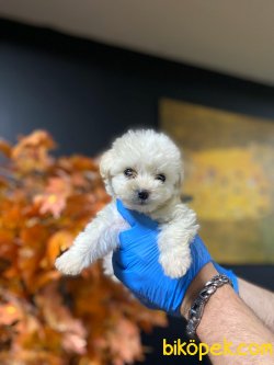 MALTESE TERRIER YAVRULAR 2
