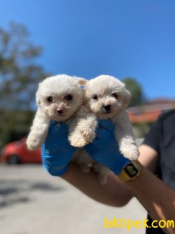 MALTESE TERRIER YAVRULAR 1