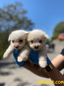 MALTESE TERRIER YAVRULAR 3