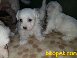MALTESE TERRİER YAVRULAR 5