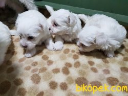 MALTESE TERRİER YAVRULAR 2