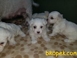 MALTESE TERRİER YAVRULAR 3