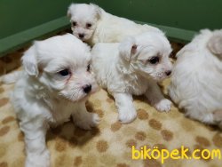 MALTESE TERRİER YAVRULAR 1