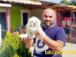 MALTESE TERRİER YAVRULAR 1