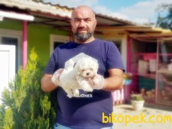 MALTESE TERRİER YAVRULAR 3